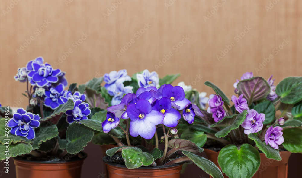 beautiful tender blooming colorful violets with curly petals in a pot