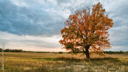 Autumn tree