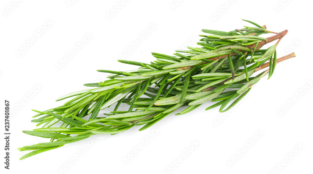 Rosemary isolated on white background Rosemary isolated on white background