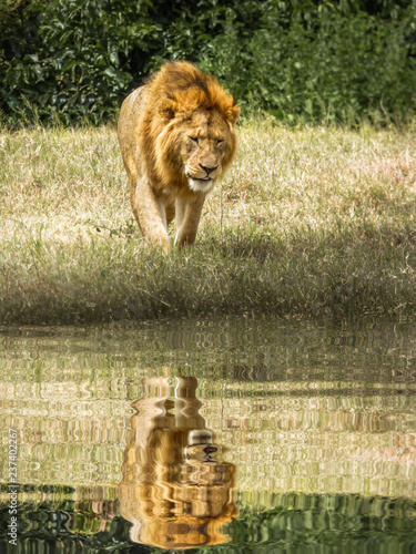 A tired male lion walks aga...