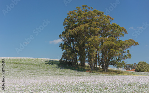 Wallpaper Mural Australia Tasmania Torontodigital.ca