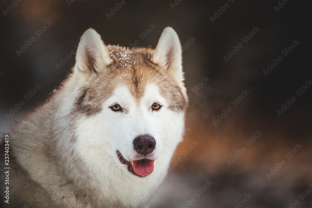 Close-up portrait of cute and happy siberian Husky dog sitting on the snow in the fairy winter forest at sunset