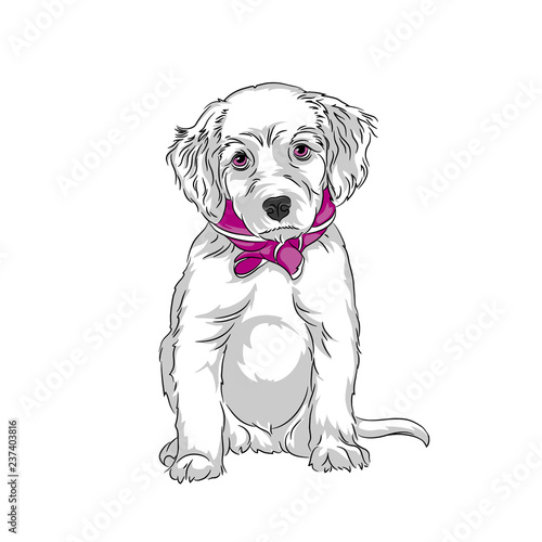 Vector white puppy labrador sitting