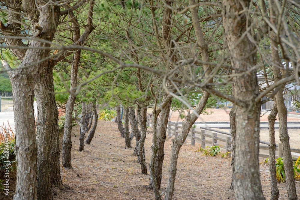 Wide angle view of rows of Japanese Black Pine planted seaside along Shimo Aso Beach. Nobeoka, Japan. Travel and nature.
