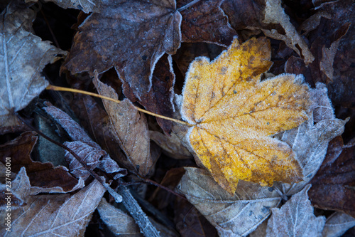 The first frost. Cold snap. Fallen icy leaves of trees.