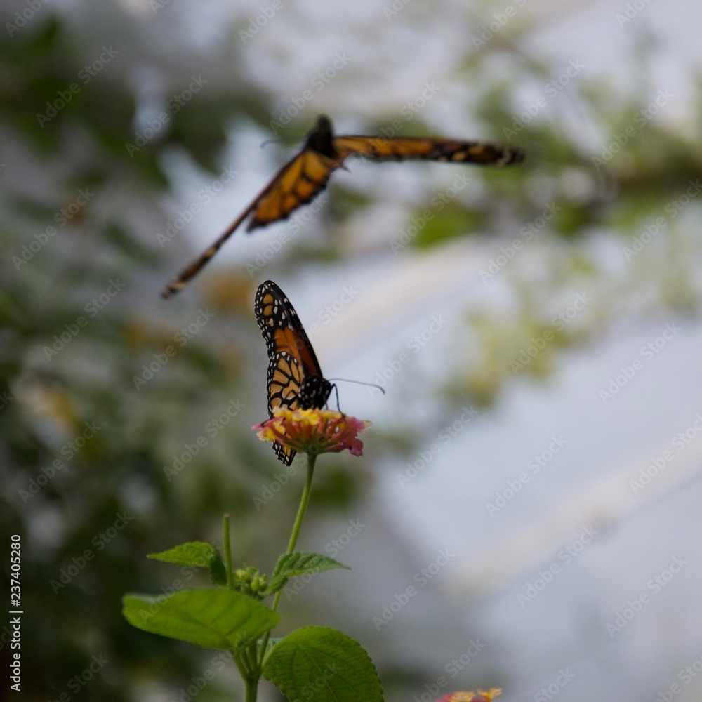 Obraz premium Two butterflies, one sitting on a flower and one flying in behind