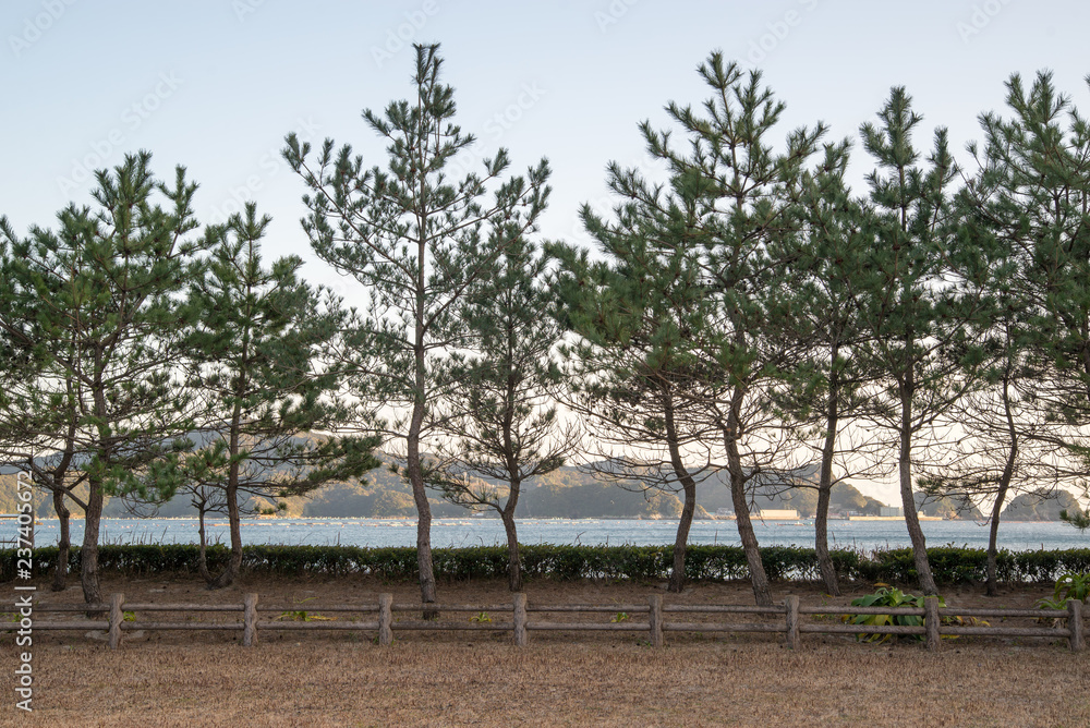 Wide view a grove of Japanese black pine trees fenced in near Shimo Aso beach. Nobeoka, Japan. Travel and nature. Wide view a grove of Japanese black pine trees fenced in near Shimo Aso beach. Nobeoka, Japan. Travel and nature.