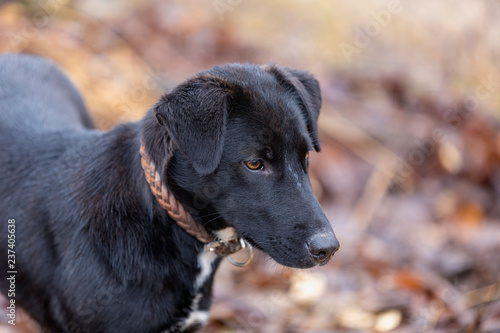 Wallpaper Mural Close-up Black dog lying in the garden Torontodigital.ca