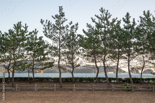Wide view a grove of Japanese black pine trees fenced in near Shimo Aso beach. Nobeoka, Japan. Travel and nature. © substancep