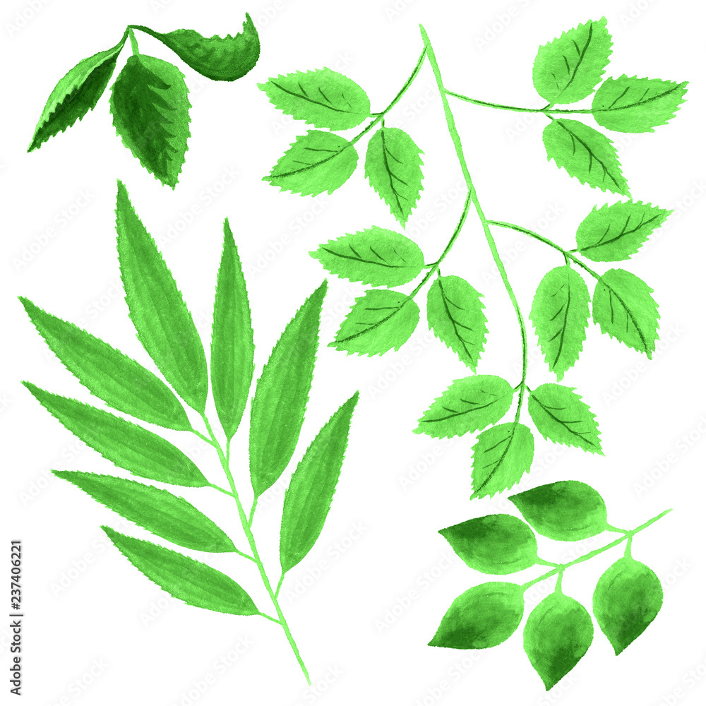 Set of watercolor leaves Set of watercolor leaves