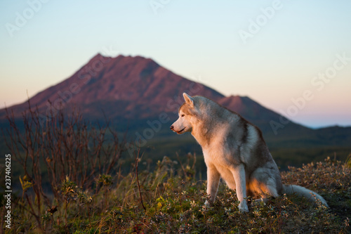 Profile Portrait of free and happy dog breed siberian husky sitting on the hill on the scenic mountains background