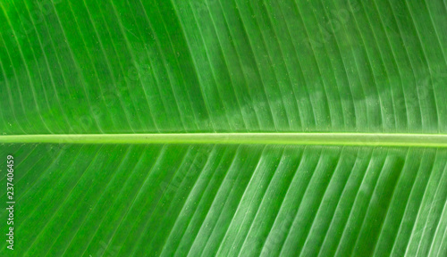 closeup texture of green banana leaf