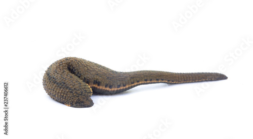 Leech isolated on white background.