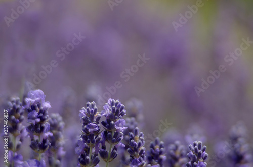 Fototapeta Naklejka Na Ścianę i Meble -  background with lavender flowers and pastel shades of purple