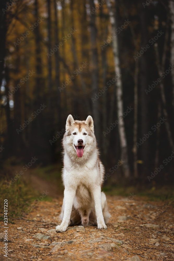 Portrait of free and haooy Siberian Husky dog sitting in the bright autumn forest