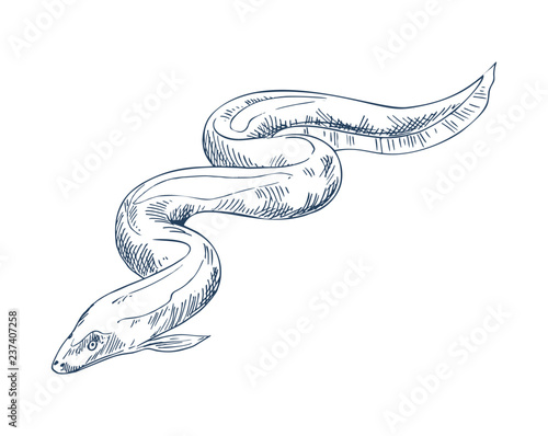 Eel fish seafood vector monochrome illustration