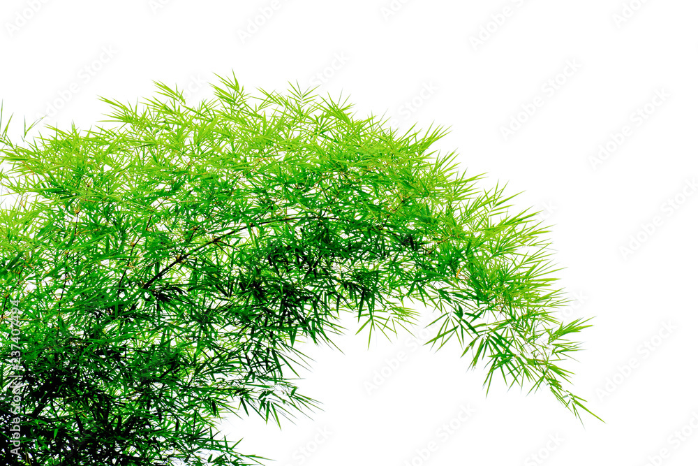Fototapeta premium green bamboo leaves isolated on white background.