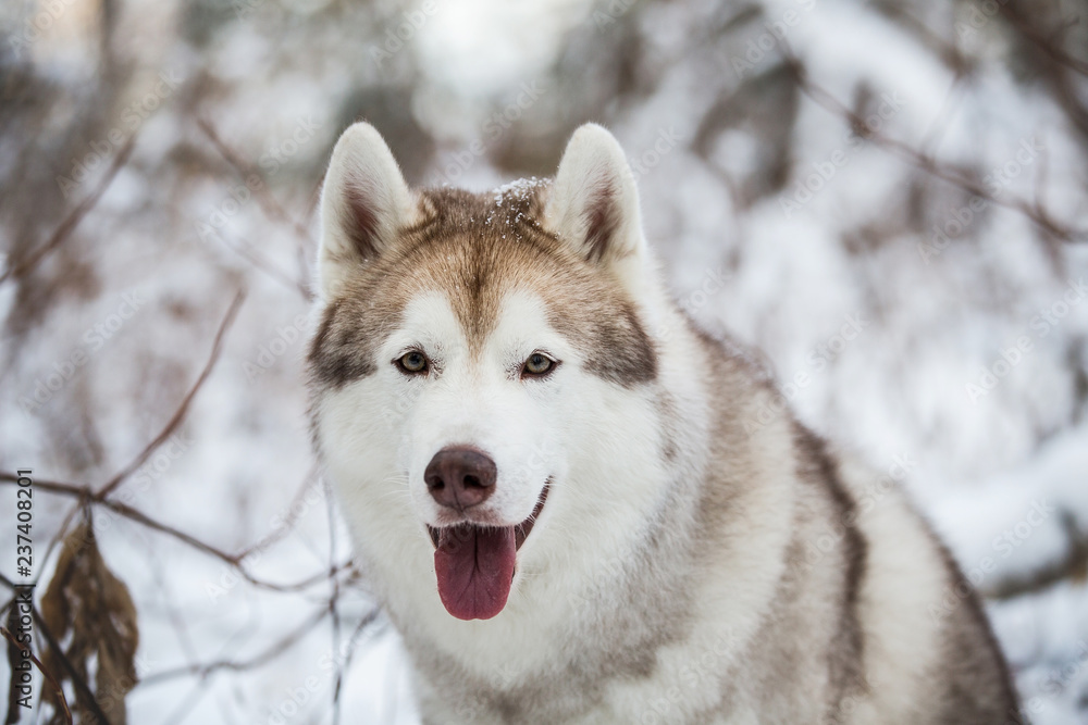 Close-up portrait of happy dog breed siberian husky sitting on the snow in the winter forest on snowy trees background Close-up portrait of happy dog breed siberian husky sitting on the snow in the winter forest on snowy trees background