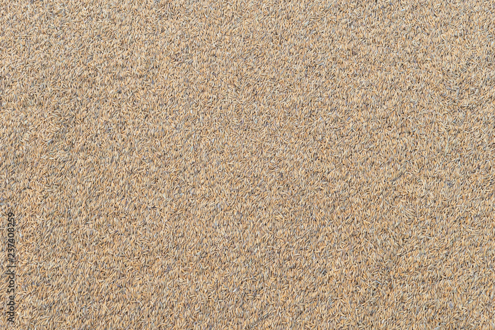 Paddy rice texture background. Paddy rice texture background.