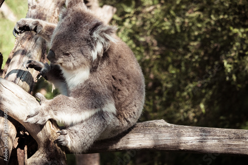 Fototapeta Naklejka Na Ścianę i Meble -  Koala Taking in The Sun at the Koala Conservation Centre on Phillip Island in Australia