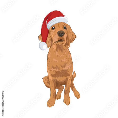 Golden Retriever cute puppy wearing Santa hat sitting. Yellow dog isolated on white background. Purebred Santa dog for your design.