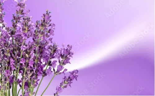 Lavender flowers isolated on white background