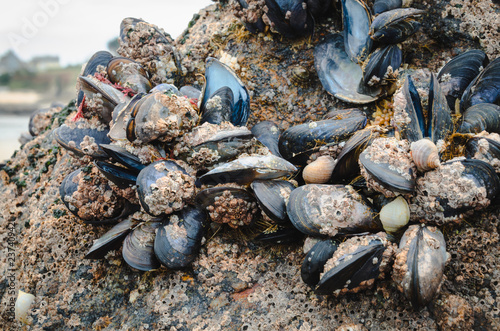 Wild mussels in the nature, on the rocks of the shore