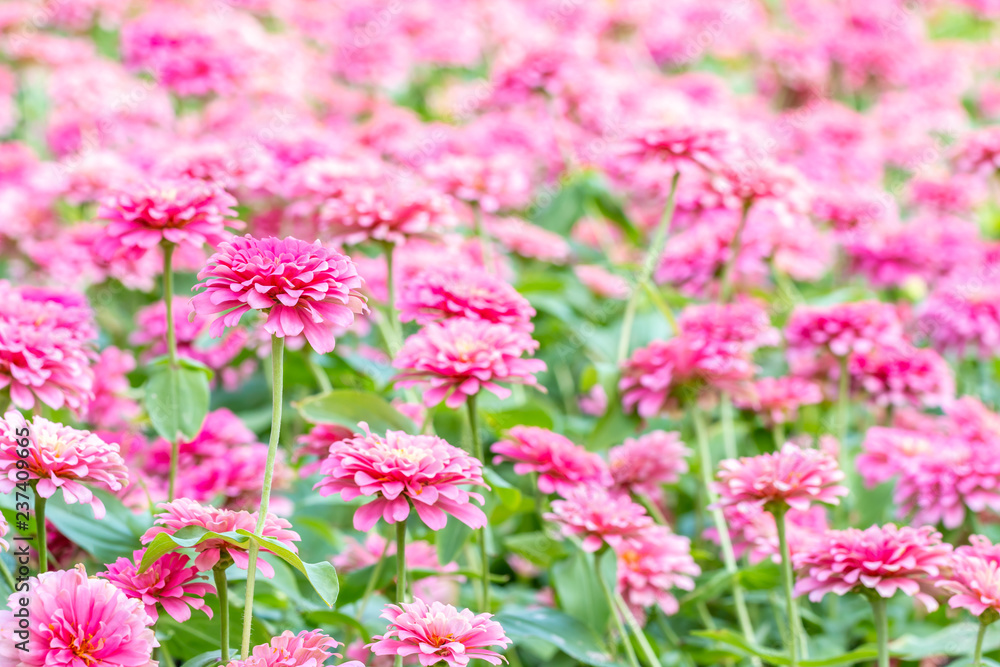 Abstract blurred of pink flowers, Zinnia violacea Cav. Abstract blurred of pink flowers, Zinnia violacea Cav.