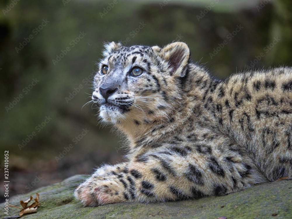Young Snow leopard, Uncia ounce, looks around Young Snow leopard, Uncia ounce, looks around