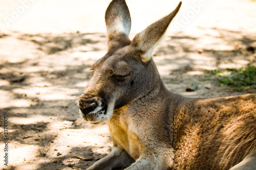 Kangaroo is feeling filled up in queensland at the Australian zoo