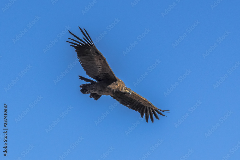 Condor with outstretched wings in blue sky