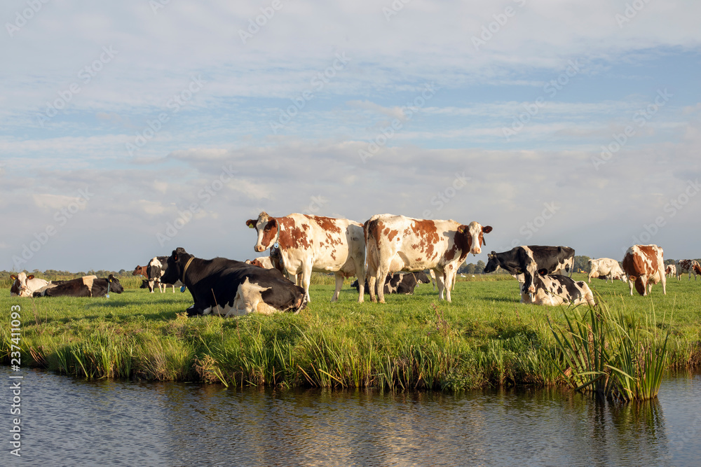 Group of cows on the edge of a ditch, in a typical Dutch, Holland landscape of flat land and water and a blue sky with clouds on the horizon. Group of cows on the edge of a ditch, in a typical Dutch, Holland landscape of flat land and water and a blue sky with clouds on the horizon.
