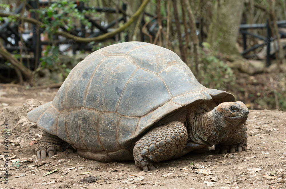 Galapagos Tortoise in a nature reserve Galapagos Tortoise in a nature reserve