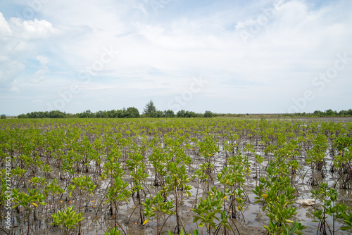 Wide view of mangrove saplings planted in a muddy field as a part of conservation efforts. Rayong  Thailand. Travel and nature.