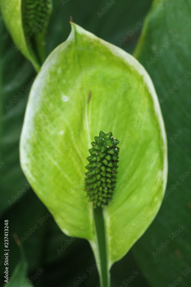 Fototapeta premium Sauromatum giganteum in garden