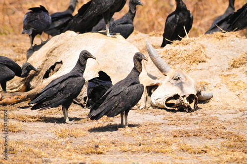 Close up of a dead cow sorrounded by black vultures