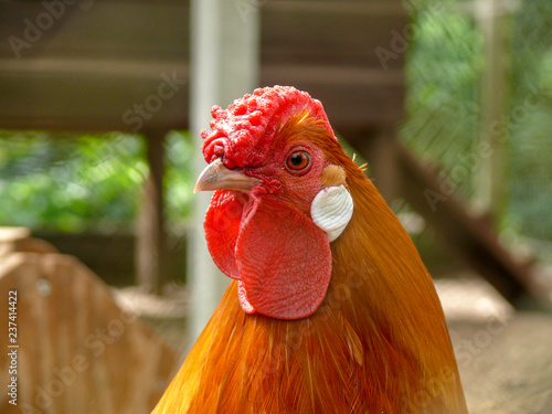 Obraz na plátně Close up of an orange rooster with a wrinkled crumpled red comb and white ear lobe