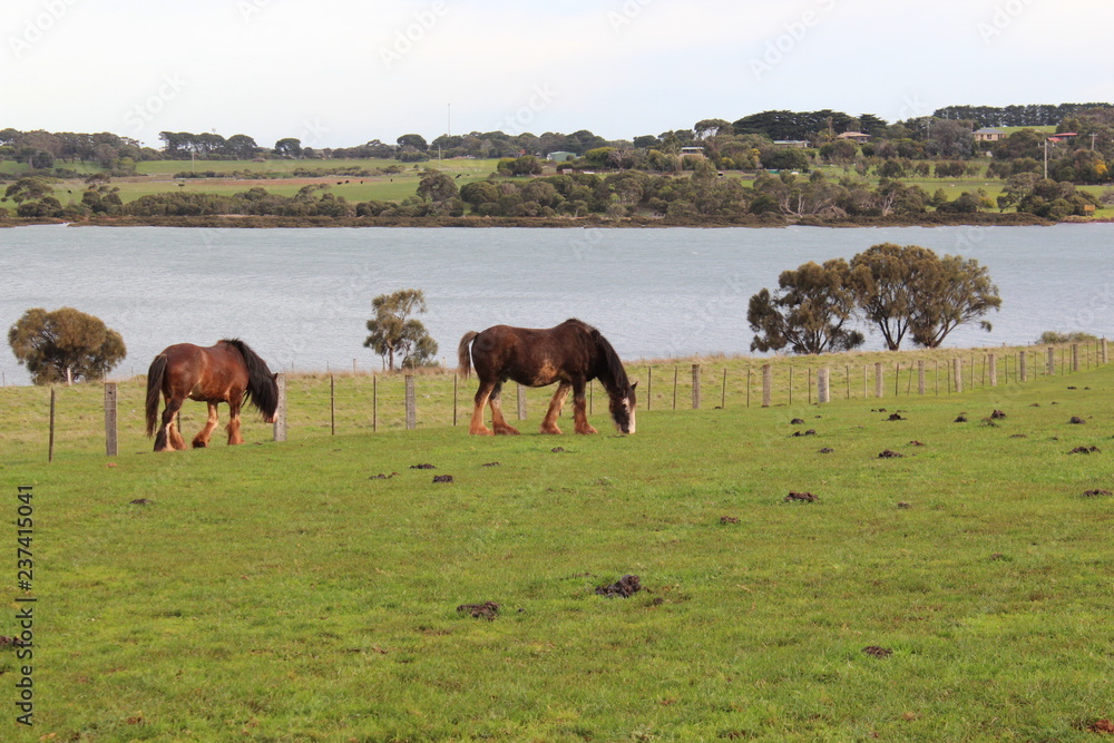 horses grazing in a meadow on Philippe island, Australia