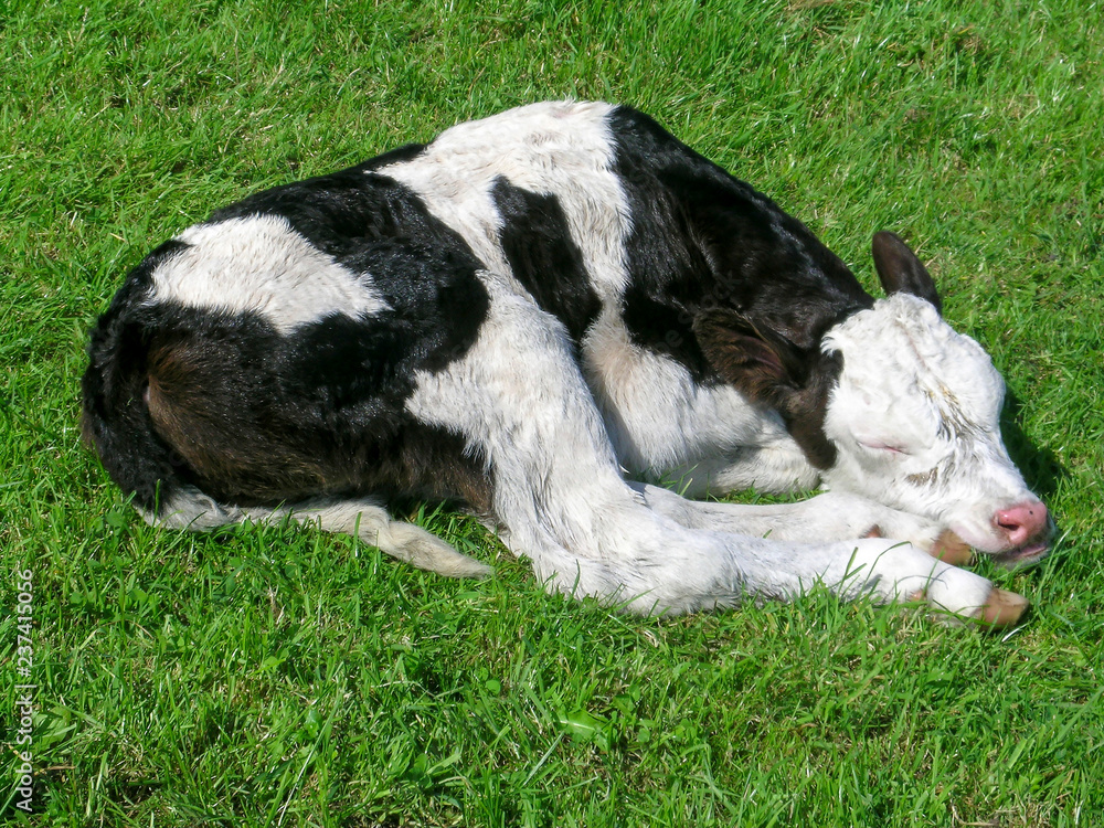 Newborn black and white calf curled sleeping in the middle of a grassland, shiny fur and pink nose. Newborn black and white calf curled sleeping in the middle of a grassland, shiny fur and pink nose.