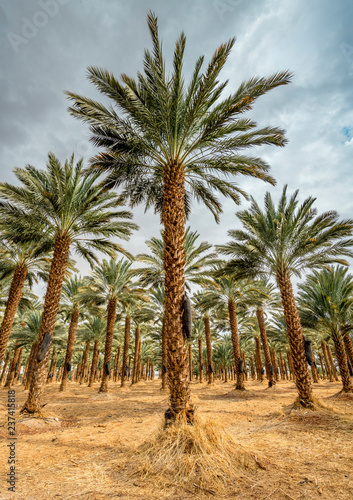 Plantation of date palms. Image depicts advanced tropical and desert agriculture in the Middle East