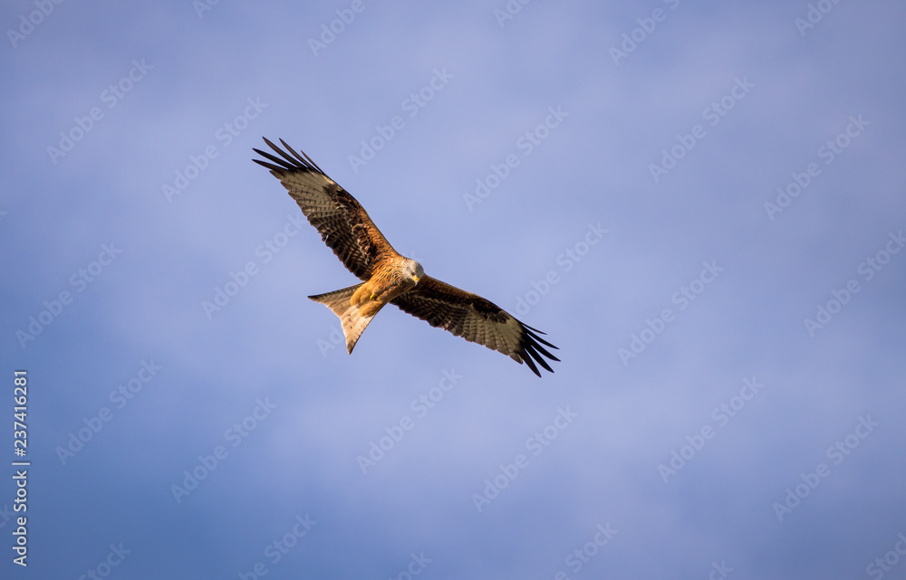 Obraz premium Milhafre Real em voo