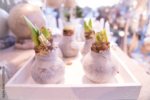 Blumenknollen an der Knolle silbern Pflanze spriesst aus Knolle weihnachtliches Ambiente 