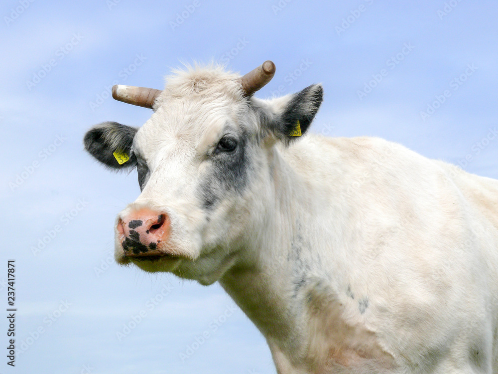 Portrait of a creamy white cow with half cut-off horns and greyish 'eye-shades', a pink nose with dark dots, and a pale blue sky. Portrait of a creamy white cow with half cut-off horns and greyish 'eye-shades', a pink nose with dark dots, and a pale blue sky.