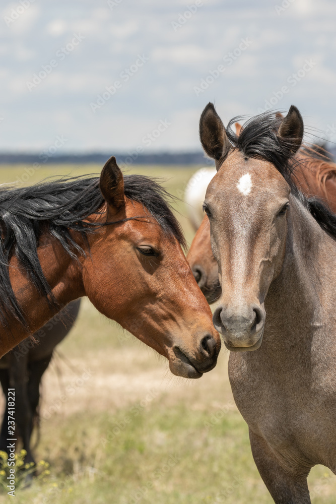 Wild Horses in the Desert in Summer Wild Horses in the Desert in Summer