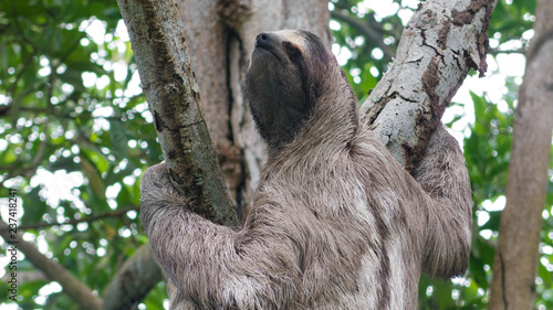 Close up of a three toed sloth climbing a tree in the rain forest of Panama © cratervalley