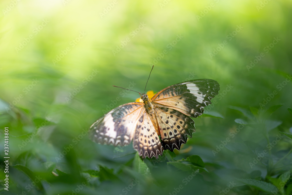 Fototapeta premium Nature of butterfly and flower in garden using as background butterflies day cover page or banner template brochure landing page wallpaper design