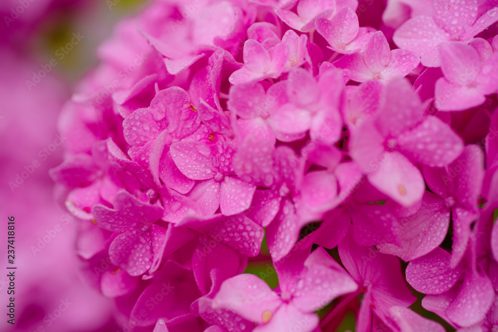 Bursting with blooms. Showy flowers in summer. Hydrangea blossom on sunny day. Flowering hortensia plant. Blossoming flowers in summer garden. Pink hydrangea in full bloom Bursting with blooms. Showy flowers in summer. Hydrangea blossom on sunny day. Flowering hortensia plant. Blossoming flowers in summer garden. Pink hydrangea in full bloom