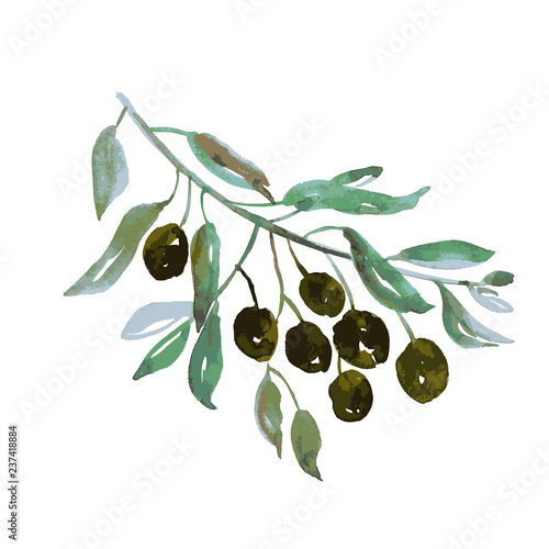olive tree branch on white background artwork