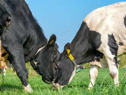 Black pied bull and cow making love, bull trying to gain the love of a cow by playful rubbing heads. © Clara