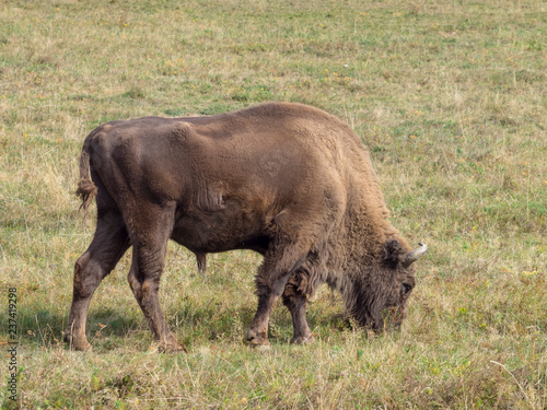 Bison d Europe  Bison bonasus  en For  t-Noire en Allemagne